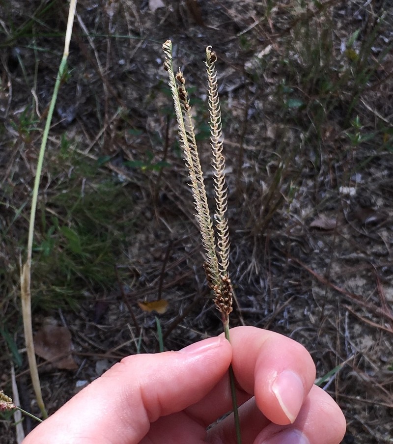 Twospike Fingergrass photo 3