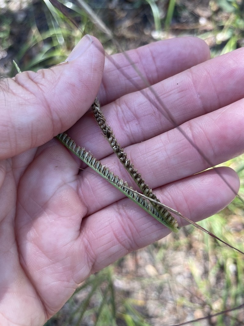 Twospike Fingergrass photo 4