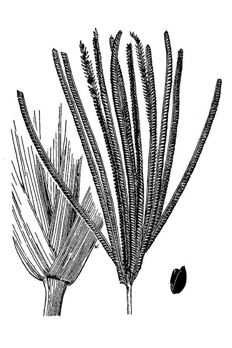 Saltmarsh Fingergrass