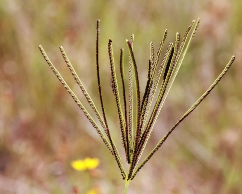 Saltmarsh Fingergrass