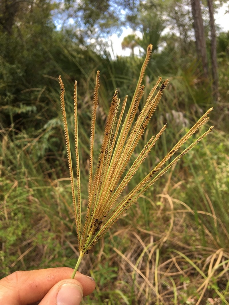 Saltmarsh Fingergrass photo 2