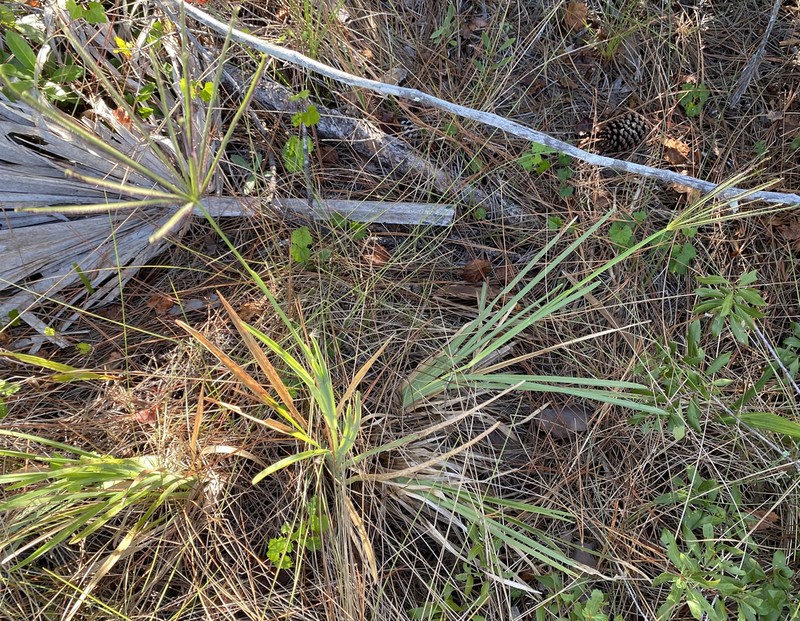 Saltmarsh Fingergrass photo 3