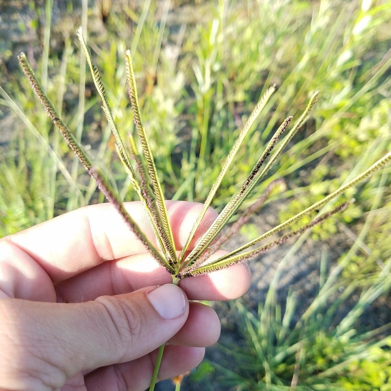 Saltmarsh Fingergrass photo 4