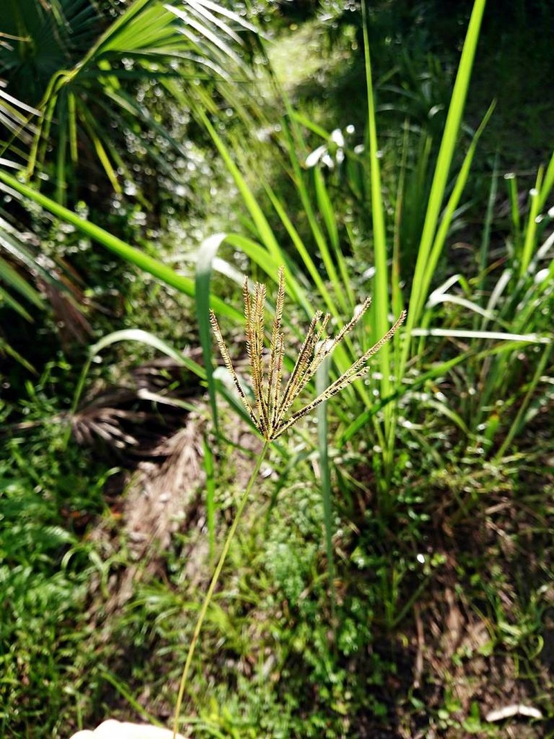 Saltmarsh Fingergrass photo 5