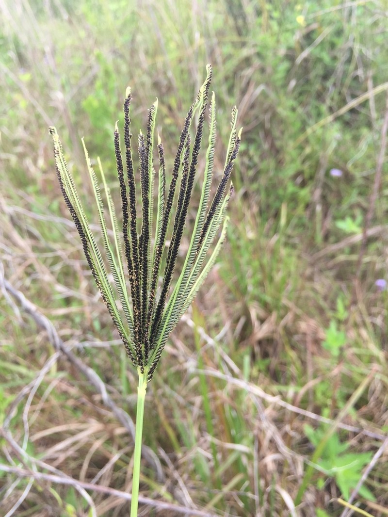 Saltmarsh Fingergrass photo 6
