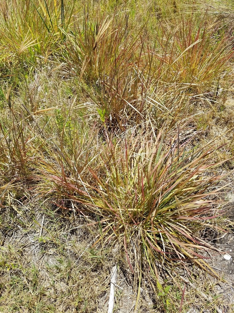 Saltmarsh Fingergrass photo 7