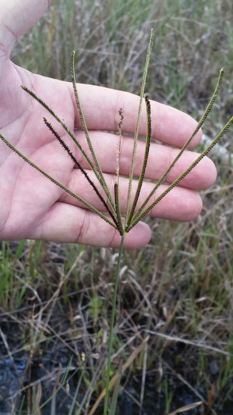 Saltmarsh Fingergrass photo 8