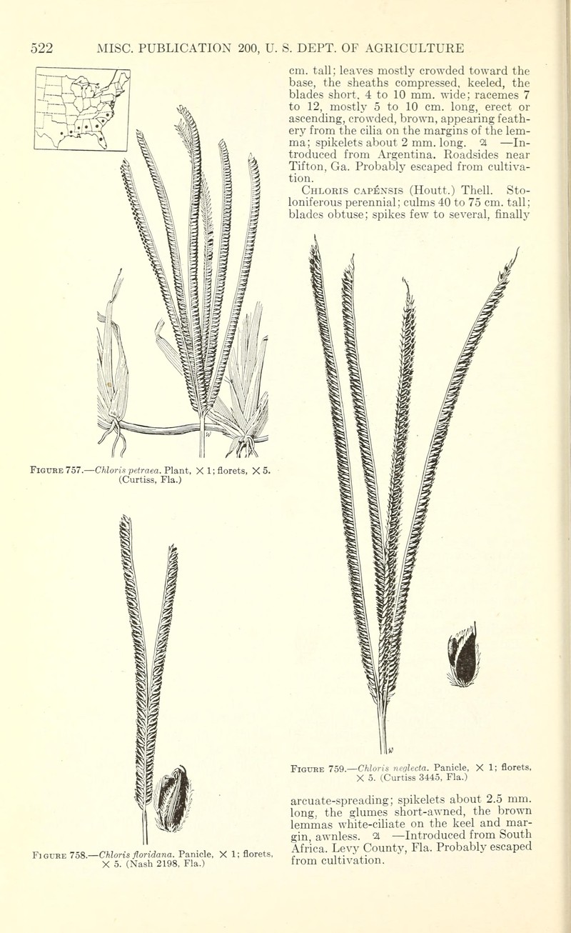 Fourspike Fingergrass