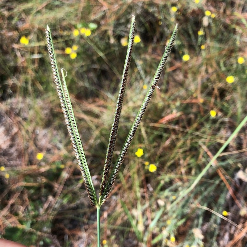 Fourspike Fingergrass photo 3