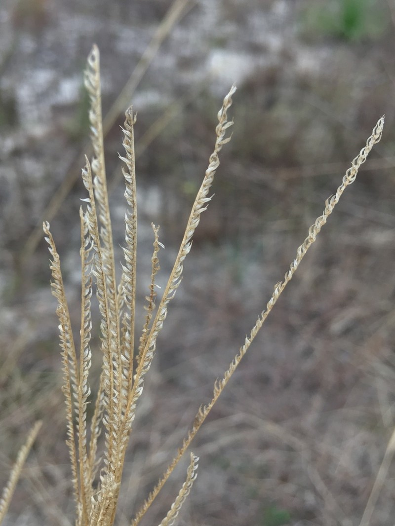 Fourspike Fingergrass photo 4
