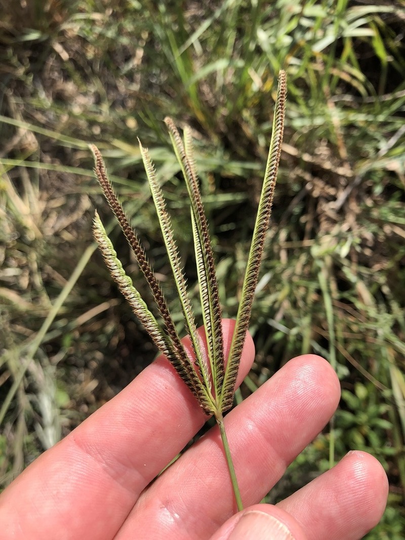 Fourspike Fingergrass photo 5
