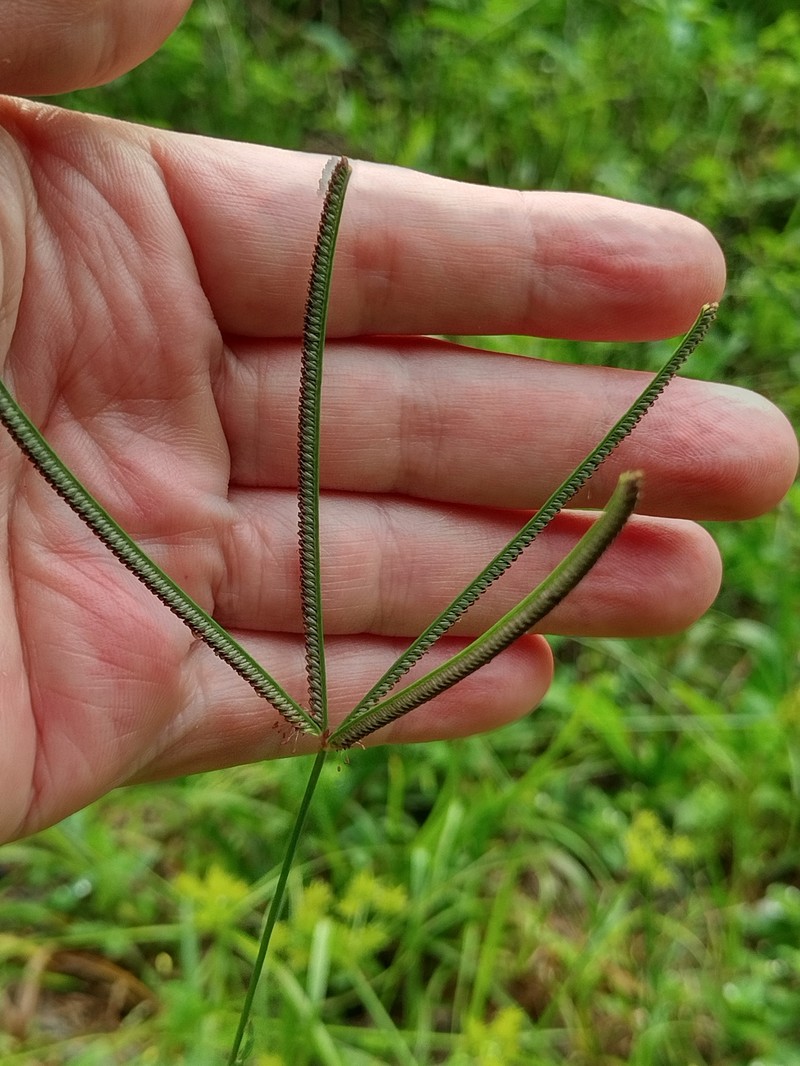 Fourspike Fingergrass photo 6