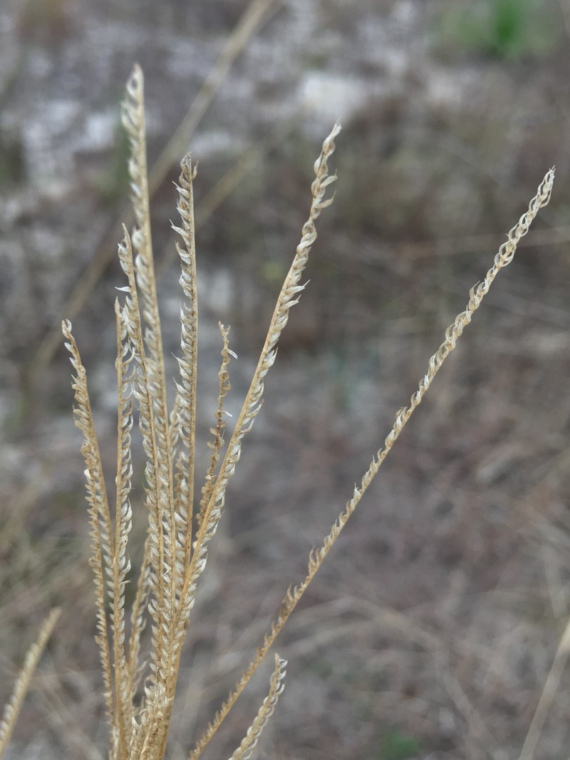 Fourspike Fingergrass photo 7