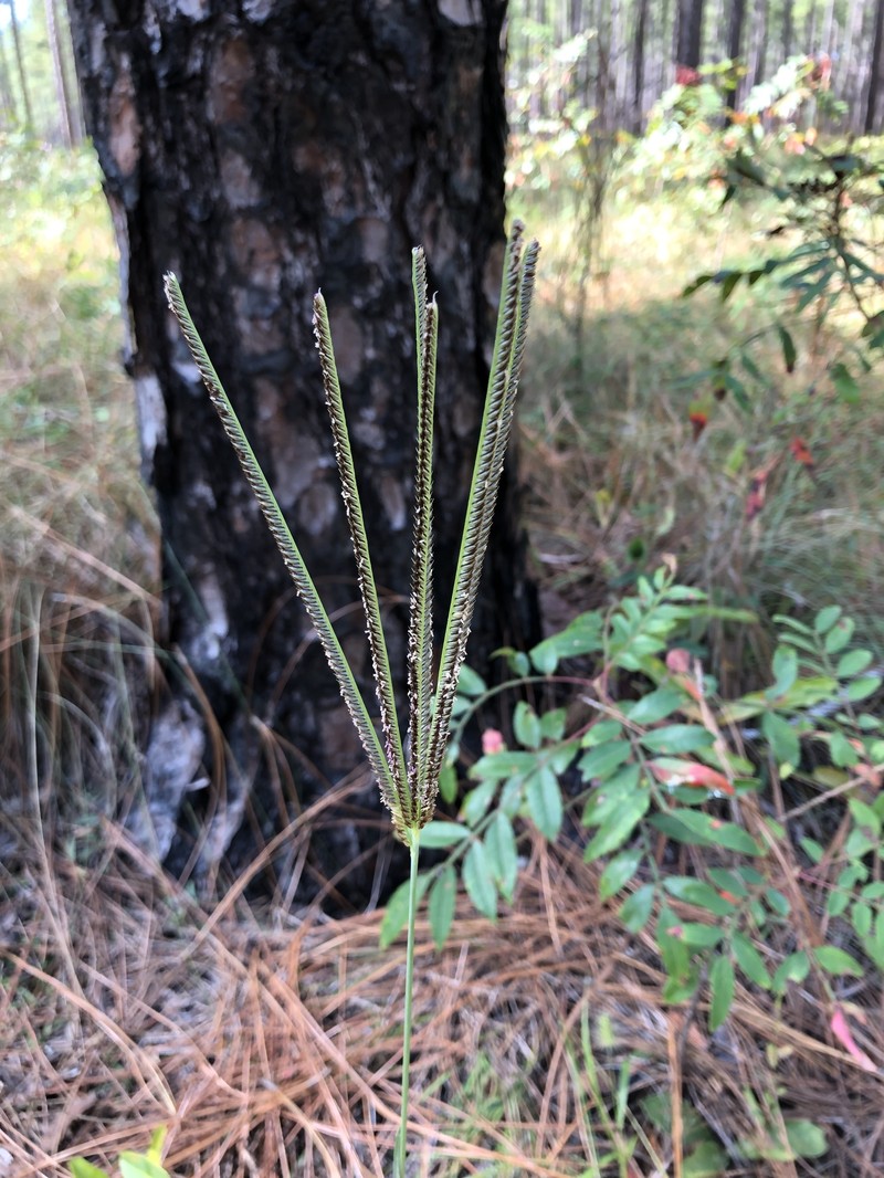 Fourspike Fingergrass photo 8