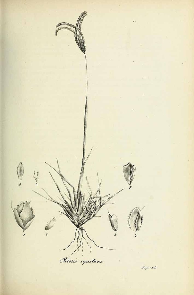 Caribbean Fingergrass photo 4
