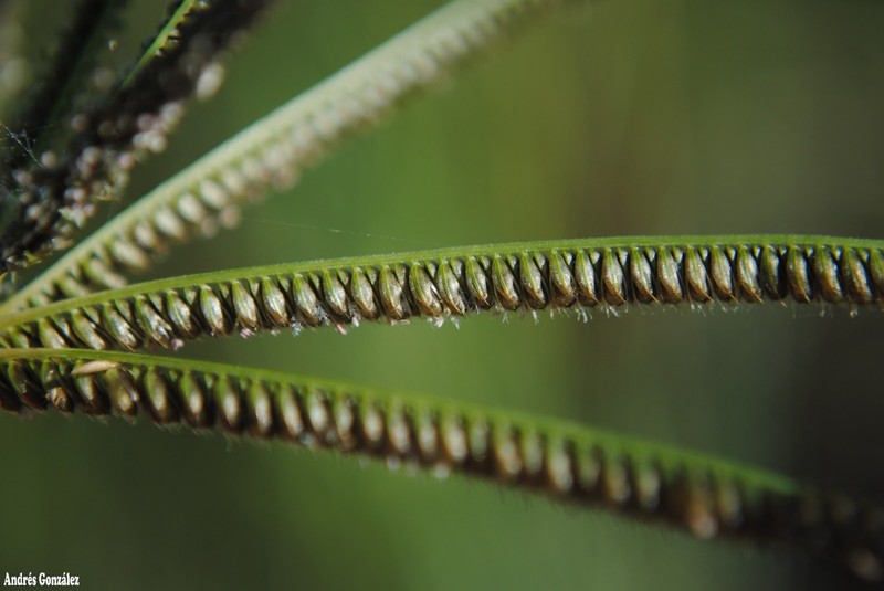 Caribbean Fingergrass photo 5