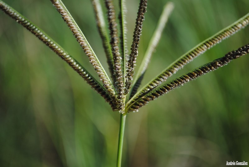 Caribbean Fingergrass photo 6
