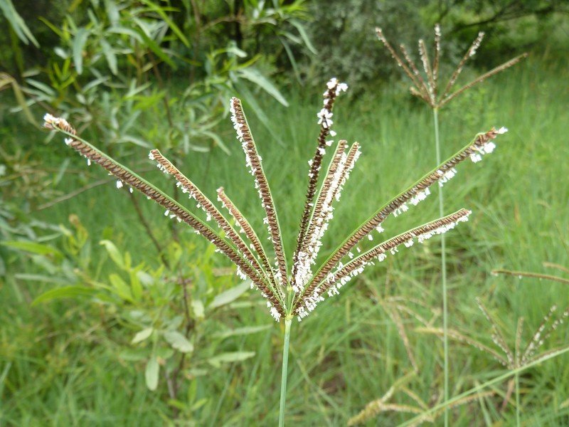 Caribbean Fingergrass