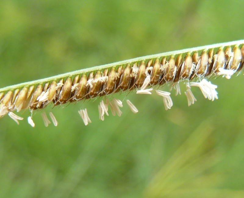 Caribbean Fingergrass photo 2