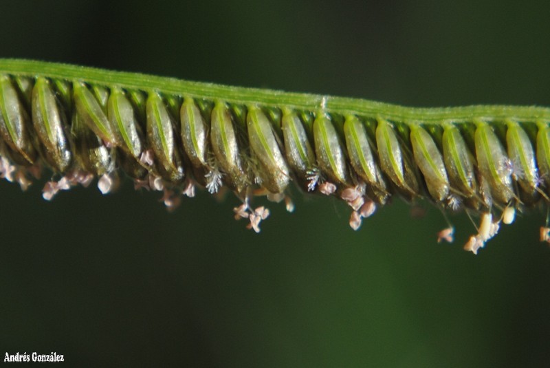 Caribbean Fingergrass photo 3