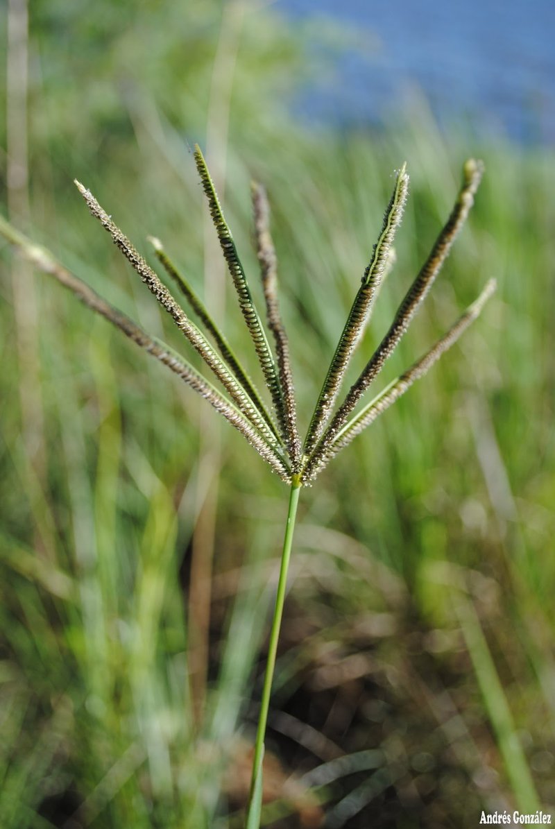 Caribbean Fingergrass photo 7