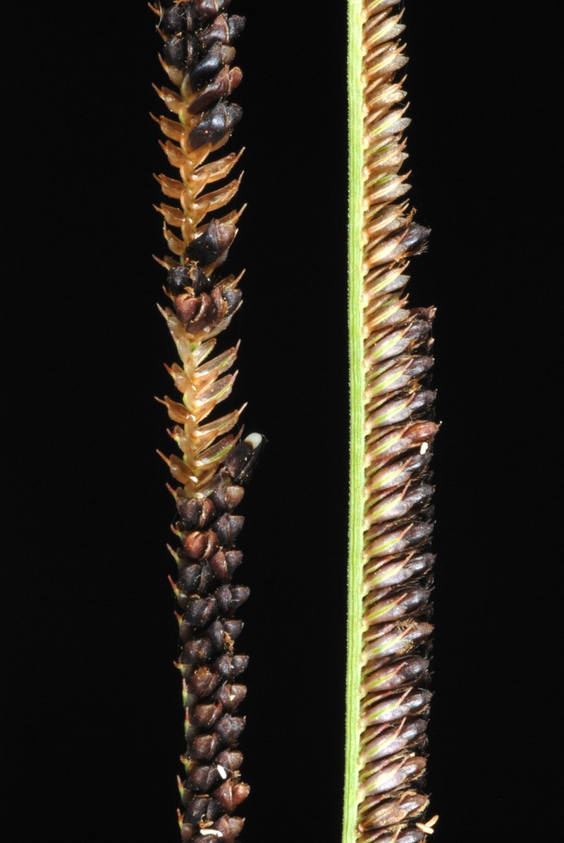 Pinewoods Fingergrass