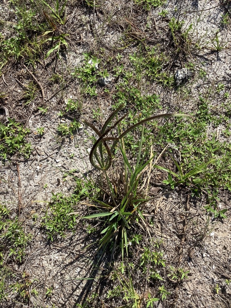 Pinewoods Fingergrass photo 2