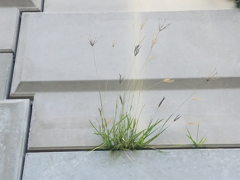 Pinewoods Fingergrass photo 3