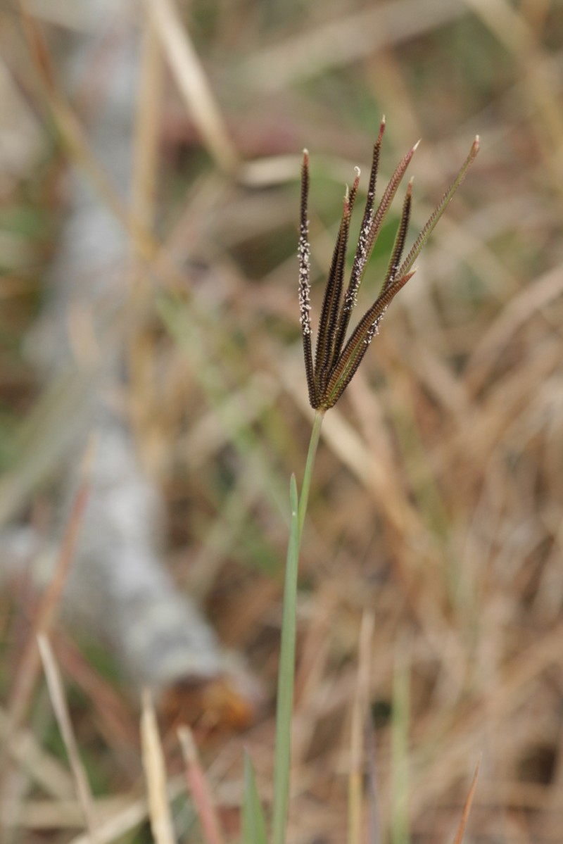 Pinewoods Fingergrass photo 4