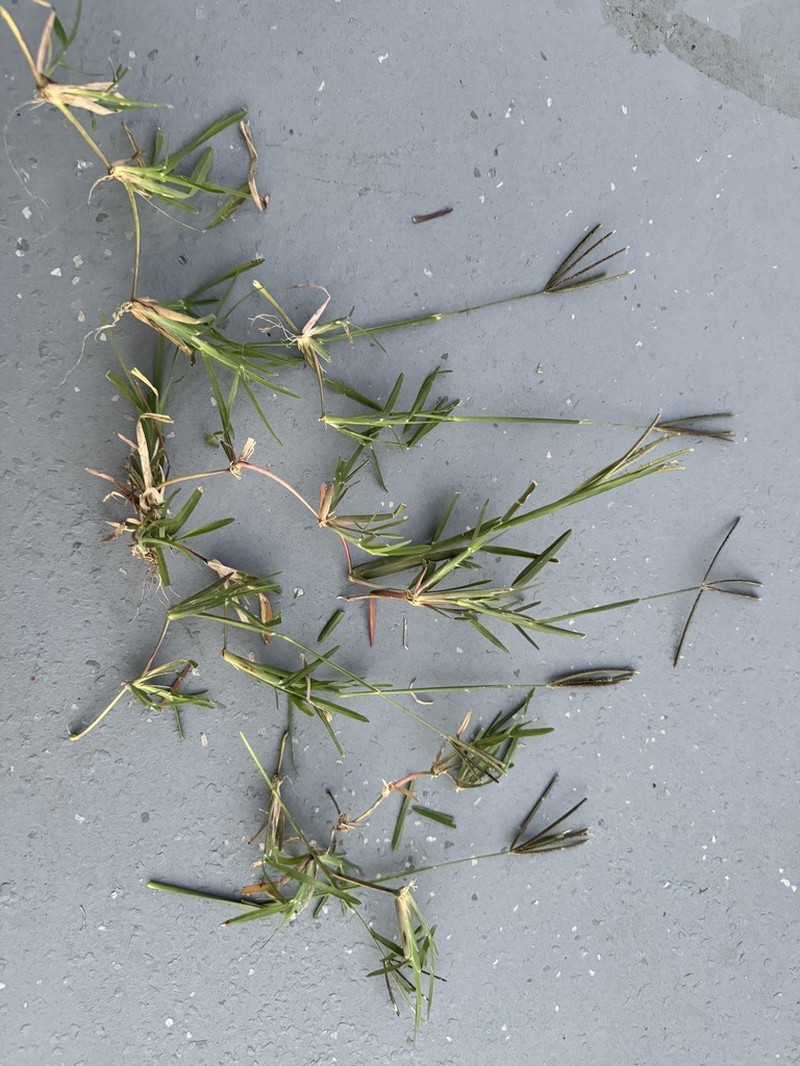 Pinewoods Fingergrass photo 5