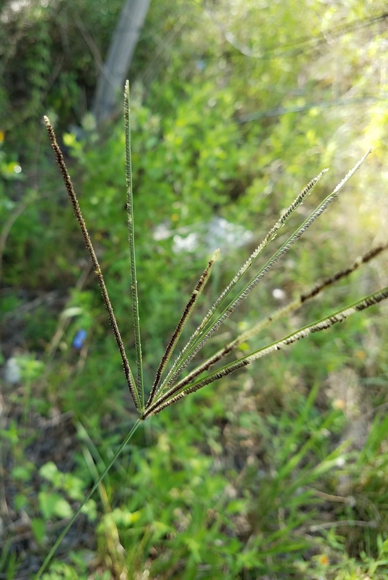 Pinewoods Fingergrass photo 6