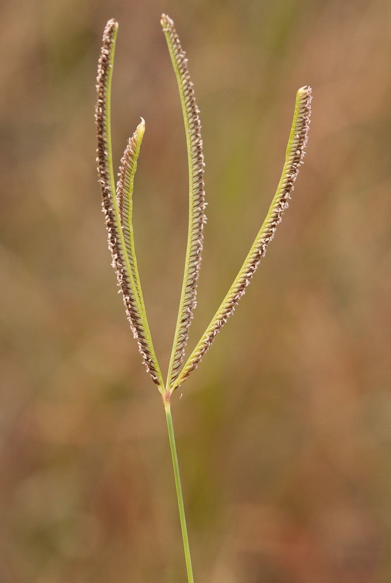 Pinewoods Fingergrass photo 7
