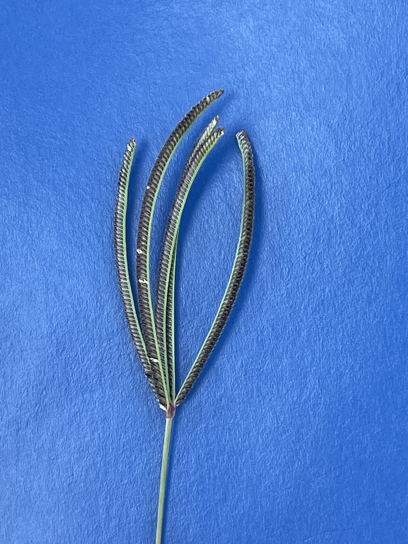 Pinewoods Fingergrass photo 8