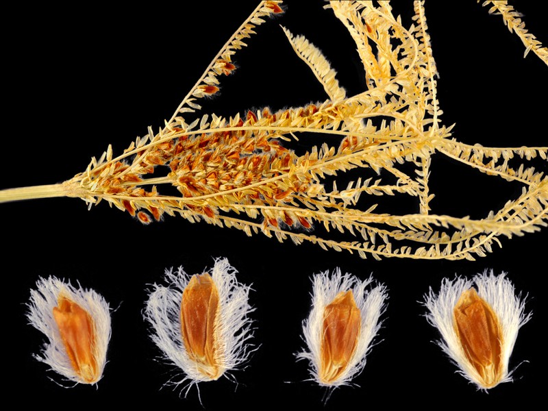 Argentine Fingergrass