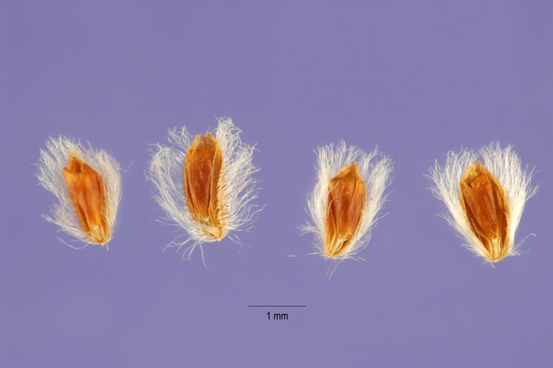 Argentine Fingergrass photo 2