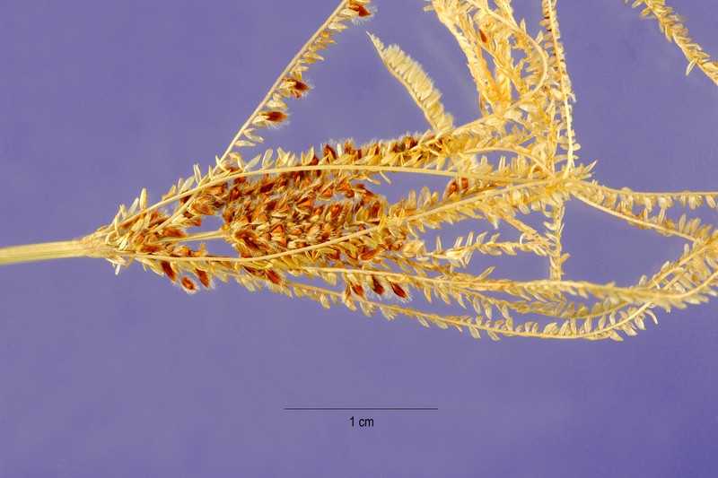 Argentine Fingergrass photo 3