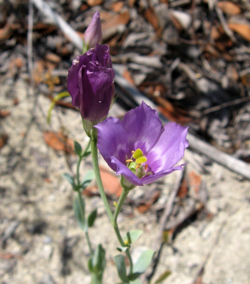Catchfly Prairie Gentian