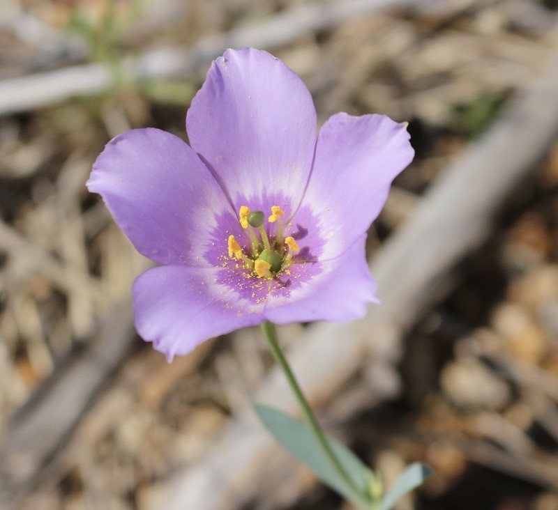 Catchfly Prairie Gentian