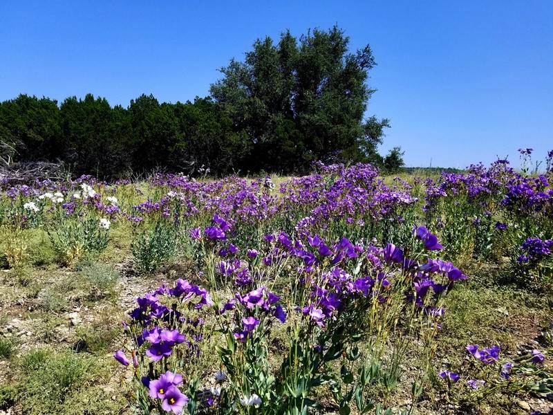 Catchfly Prairie Gentian photo 2