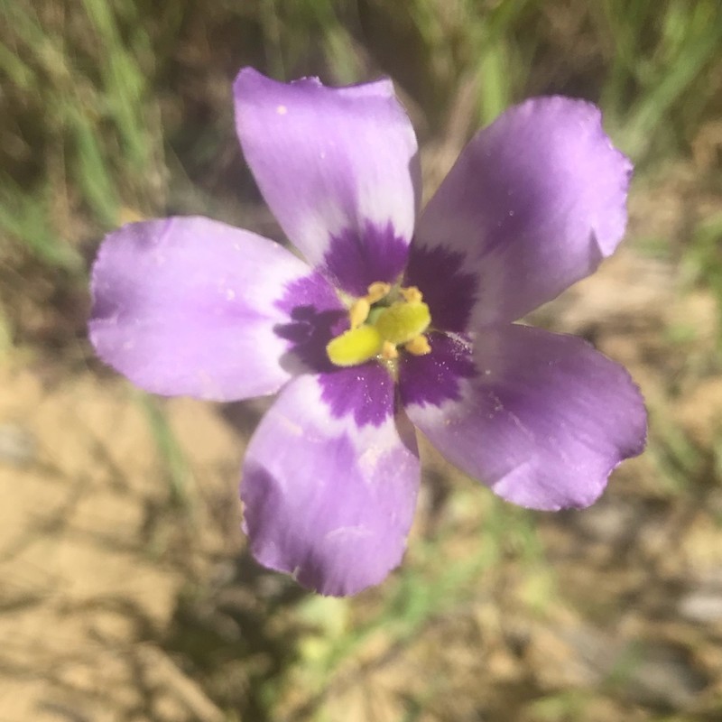 Catchfly Prairie Gentian photo 3