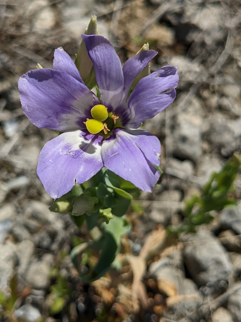 Catchfly Prairie Gentian photo 4