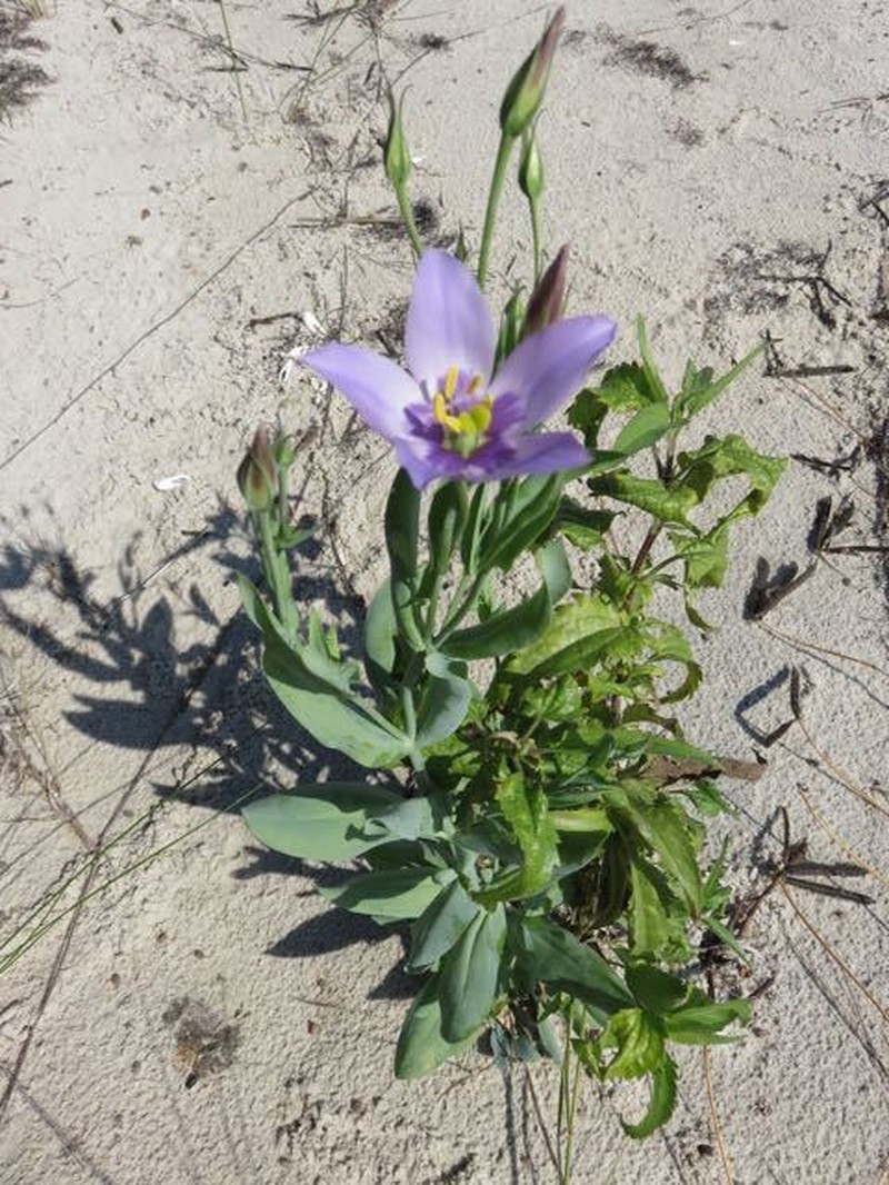 Catchfly Prairie Gentian photo 5