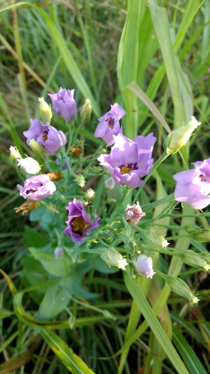Catchfly Prairie Gentian photo 7