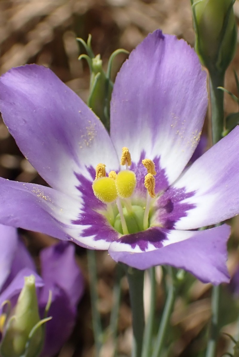 Catchfly Prairie Gentian photo 8
