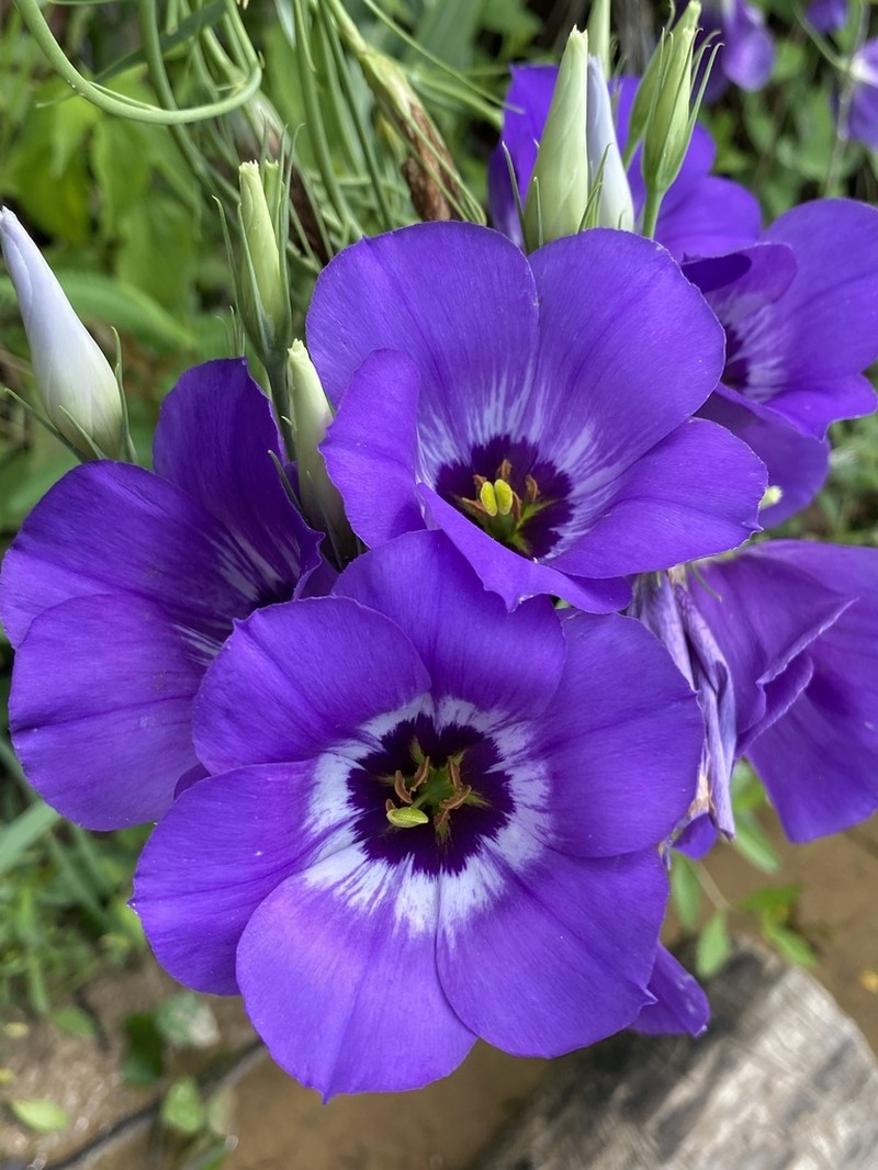 Eustoma russellianum