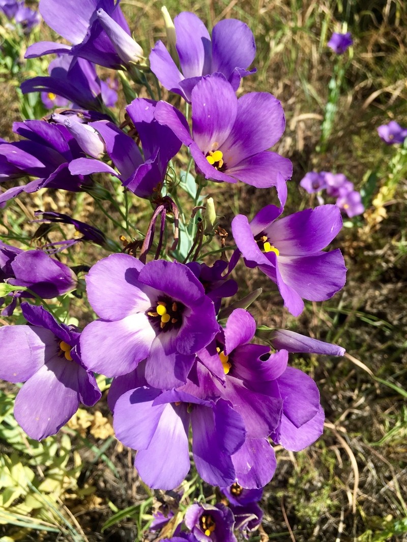 Eustoma russellianum photo 2