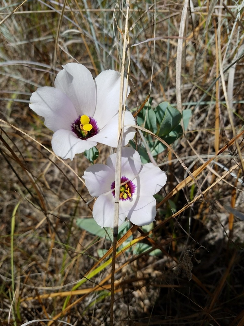 Eustoma russellianum photo 3