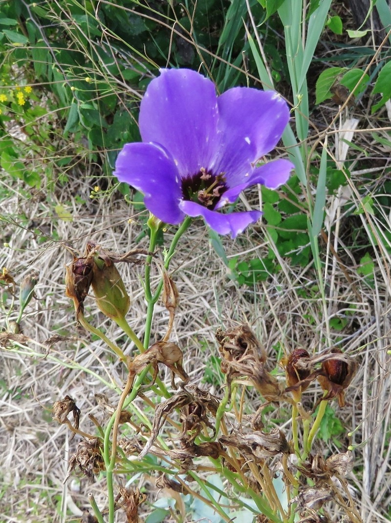 Eustoma russellianum photo 4