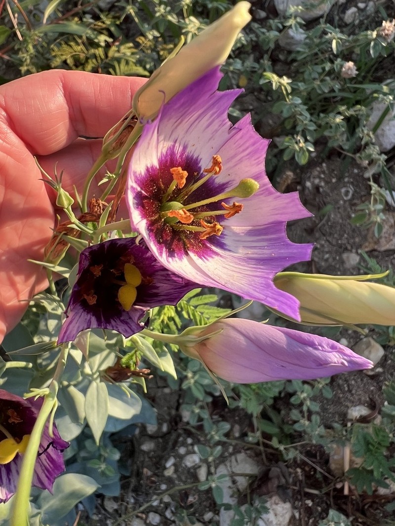 Eustoma russellianum photo 5