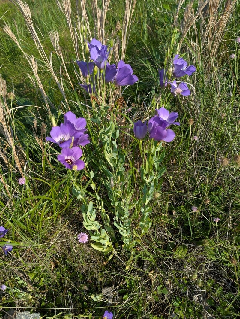 Eustoma russellianum photo 6